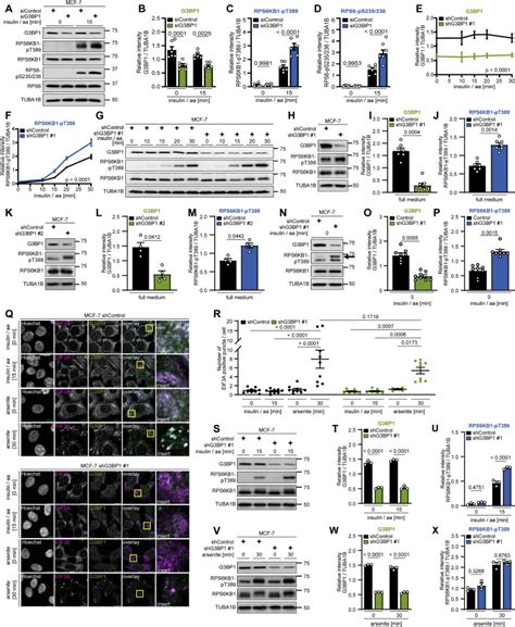 G3bps Tether The Tsc Complex To Lysosomes And Suppress Mtorc1 Signaling