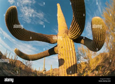 Saguaro Cactus Carnegiea Gigantea Saguaro National Park Near Tucson
