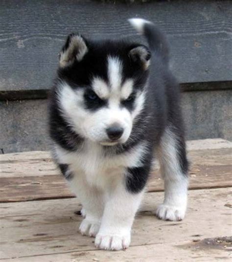 Check spelling or type a new query. 40 Cute Siberian Husky Puppies Pictures - Tail and Fur