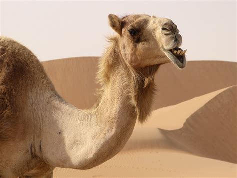 Dromedar Kamel · Kostenloses Foto Auf Pixabay