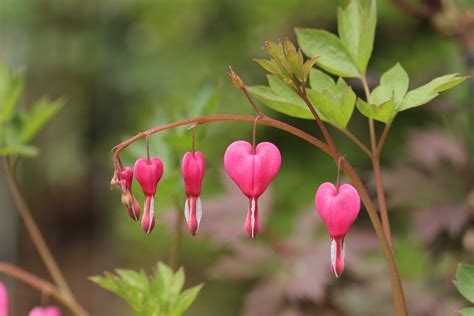 22 Plants That Represent Love Nicolaskatelain