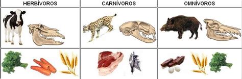 1º Educación Primaria A Clasificación De Los Animales Según Su