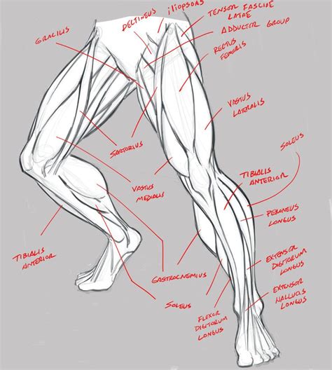 Leg Anatomy Study Terminology By Robertmarzullo On DeviantArt Human Anatomy Drawing Anatomy