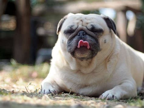 Obesity In Dogs Sparks Epidemic Of Canine Arthritis