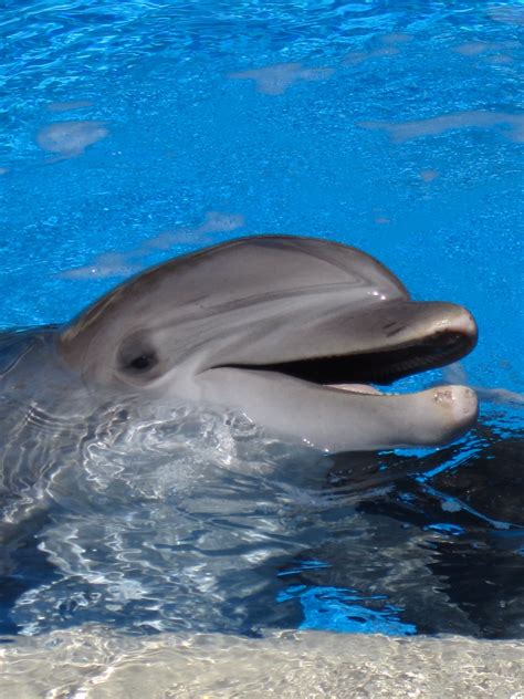 Smiling Dolphin Deep Sea Creatures Sea Creatures Sea Animals