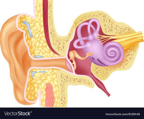 Cartoon Human Internal Ear Anatomy Royalty Free Vector Image