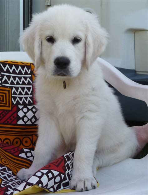 The white golden retriever puppies price set by any given breeder may also reflect gender, birth order, show quality versus pet quality puppies, markings, size and other factors. File:White Golden puppy.jpg - Wikimedia Commons