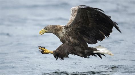 Russian Eagles Flee To Iran Scientists Who Paid For Expensive Device