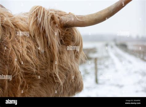 Highland Cow In The Snow Stock Photo Alamy