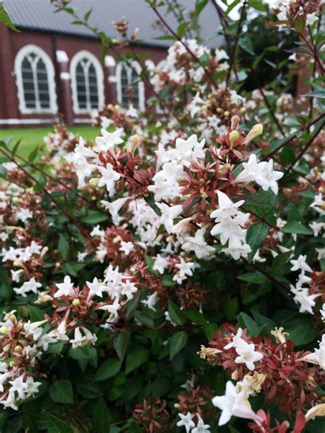 May 11, 2021 · if you long for blue flowers, this bold little summer flowering shrub could provide exactly what you're looking for. Summer-Flowering Shrubs | HGTV