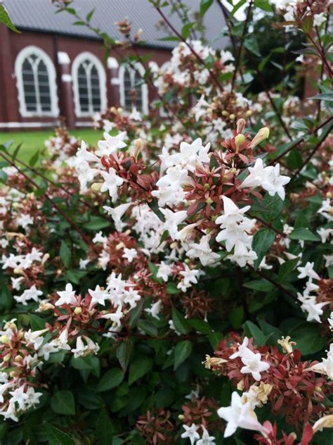 Cultivars offering white, red, lavender, and light blue flowers are also available. Summer-Flowering Shrubs | HGTV