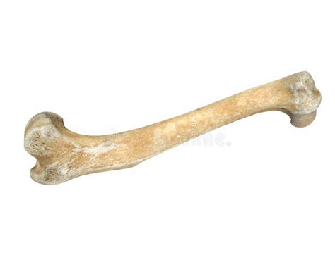 3d Render Of Animal Leg Bone Isolated On White Stock Illustration