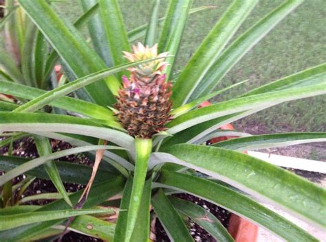 Grow Your Own Pineapples Plants Pineapple Garden
