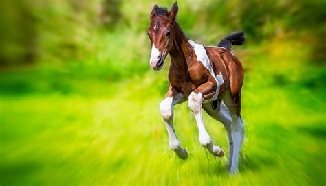 Hd Wallpaper Animal Horse Baby Animal Blur Foal Wallpaper Flare