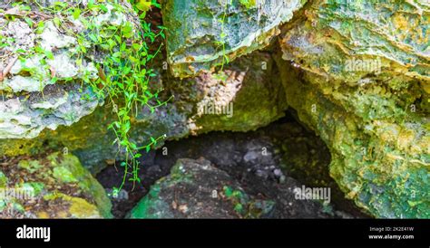 Tropical Jungle Plants Trees Rocks Stones Cave Cenote Muyil Mexico