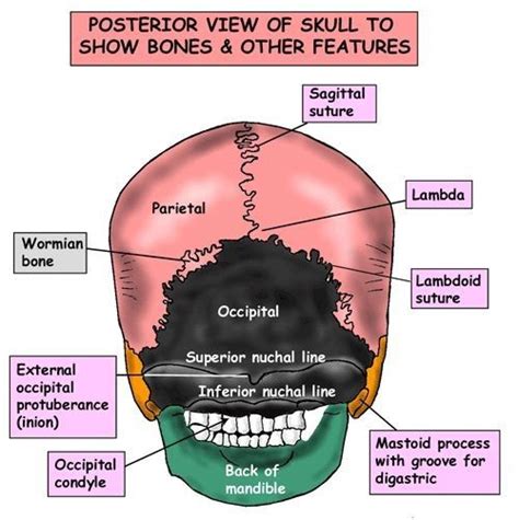 Posterior View Of Skull Slidesharedocs