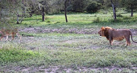 5 Days Kenya Wildlife Safari By Hazzes Adventure Tourradar