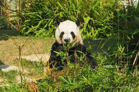 Macau Giant Panda Pavilion Macao Aktuelle 2022 Lohnt Es Sich