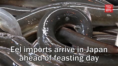 Eel Imports Arrive In Japan Ahead Of Feasting Day Nippon Tv News 24 Japan