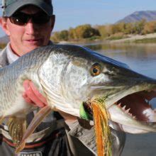 Tooth tamer muskie fishing rods covers everything for muskie anglers. Tiger Musky Teeth - Lake Ontario Outdoors