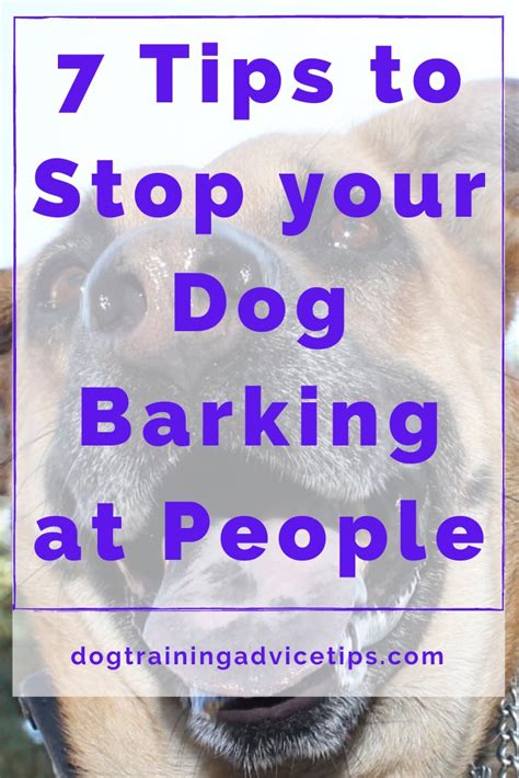 7 Tips To Stop Your Dog Barking At People In 2020 Dog Training Advice