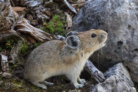 El Herrerillo American Pika Ochotona Princeps