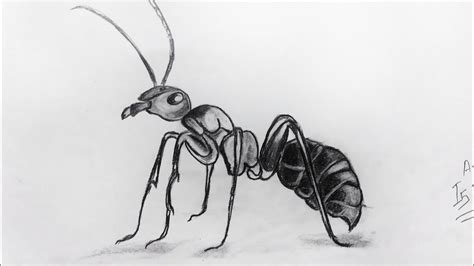 How To Draw An Ant Easy Step By Step Pencil Drawing Time Lapse