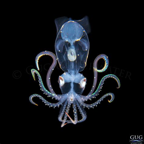 Alien 3 Enope Squid Wall Art Aliens Collection Gug Underwater