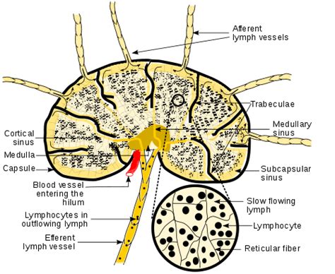 Lymphoid Nodule Wikipedia