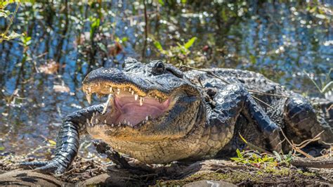 Giant Alligator Wrangled On Florida Beach Video