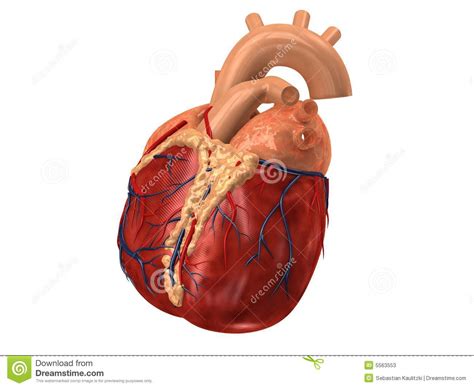 Coeur humain illustration stock. Illustration du muscle - 5563553
