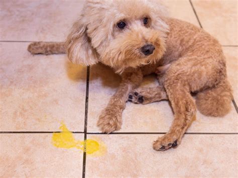 How To Stop A Dog From Throwing Up Bile