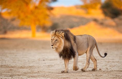 Kgalagadi Lion At Sunset Null African Big Cats Lion Photography