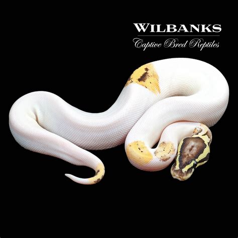 Firefly Piebald Ball Python By Wilbanks Captive Bred Reptiles Morphmarket