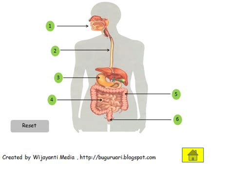 Di dalam mulut seperti gambar 6.1, terdapat beberapa alat yang berperan dalam proses pencernaan yaitu gigi, lidah, dan kelenjar ludah (glandula salivales). Adenium: Mengenal Organ Pencernaan pada Manusia