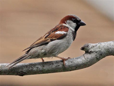 Find free stock images about house sparrow which contain the color black (#000000). sparrow bird high resolution full hd wallpapers free ...