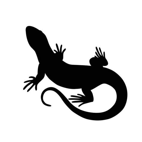Top 30 Lizard Clip Art Vector Graphics And Illustrations Istock