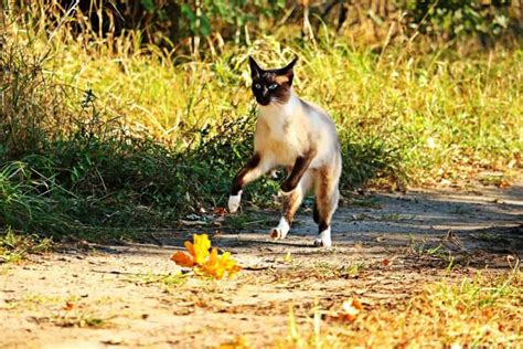 disciplining your siamese cat 5 tips for success catsinfo