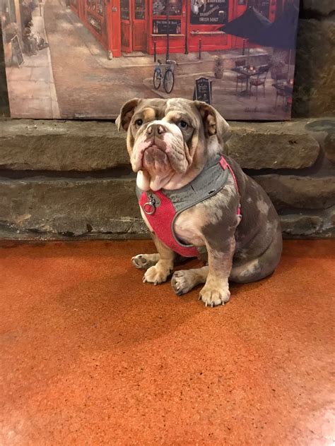 Services we provide to customers using our studs**. IMG_0208 - Planet Merle English Bulldogs - Home of the ...