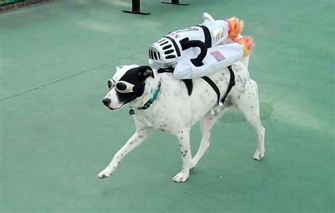 Rocket Dog By Redsugar Via Flickr Slappy Costume Pampered Dogs