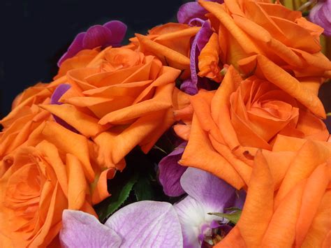 Free Images Nature Blossom Petal Floral Decoration Orange Color