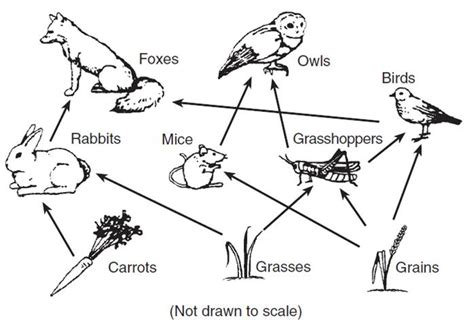 The little guys give the big ones something to eat! Understanding our Garden Better with a Food Web | Student ...