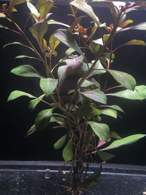 Ludwigia Dark Red Marine Warehouse Aquarium