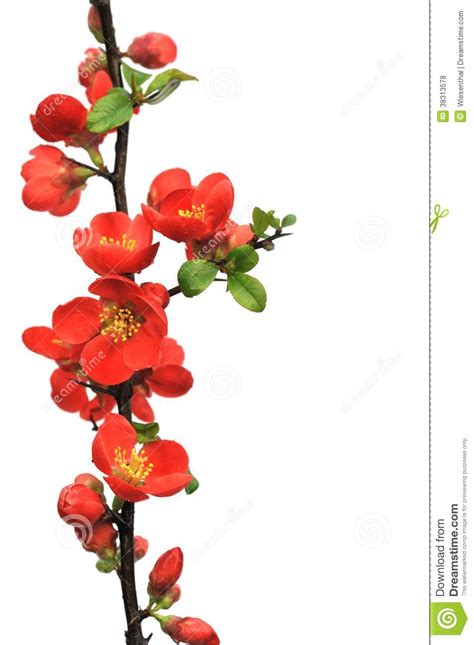 Blossoming Branch Of Japanese Quince Chaenomeles Stock Photo Image