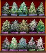 Photos of Marijuana Strain Poster