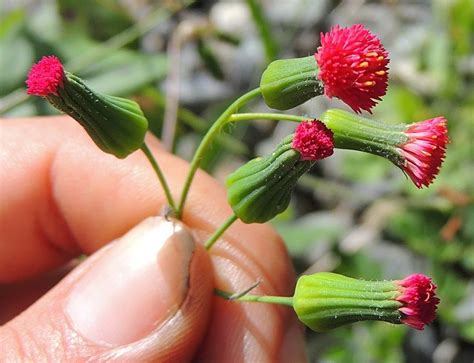 Pin On Foraging Wild Edible Florida Plants And Weeds
