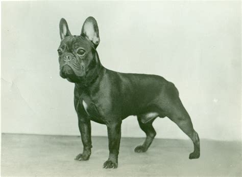 French Bulldog History And Trainingtemperament American Kennel Club