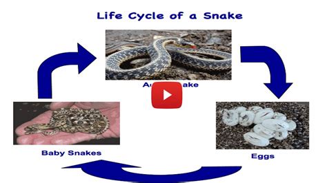 A Life Cycle Of A Snake