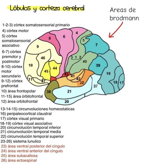 L Bulos Y Corteza Cerebral Areas De Brodmann Anatom A De La Piel