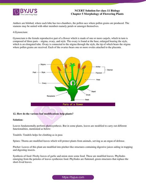 Ncert Solutions Class Chapter Morphology Of Flowering Plants